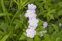 Wild Geranium, Geranium maculatum