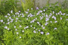 Wild Geranium, Geranium maculatum