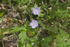 Wild Geranium, Geranium maculatum