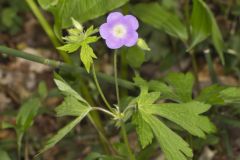 Wild Geranium, Geranium maculatum