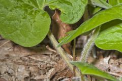 Wild Ginger, Asarum canadense