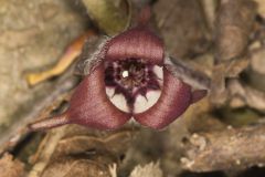 Wild Ginger, Asarum canadense