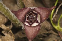 Wild Ginger, Asarum canadense