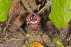 Wild Ginger, Asarum canadense