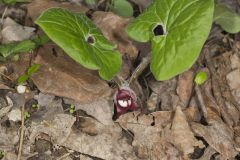 Wild Ginger, Asarum canadense