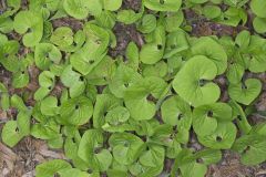 Wild Ginger, Asarum canadense