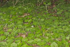 Wild Ginger, Asarum canadense