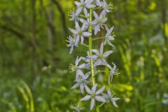 Wild hyacinth, Camassia scilloides