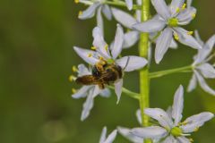 Wild hyacinth, Camassia scilloides