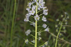 Wild hyacinth, Camassia scilloides