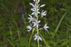 Wild hyacinth, Camassia scilloides