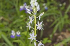 Wild hyacinth, Camassia scilloides