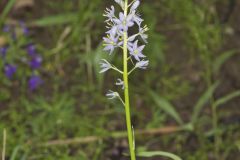 Wild hyacinth, Camassia scilloides