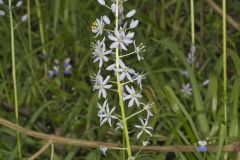 Wild hyacinth, Camassia scilloides