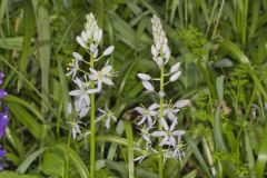 Wild hyacinth, Camassia scilloides