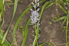 Wild hyacinth, Camassia scilloides