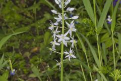 Wild hyacinth, Camassia scilloides