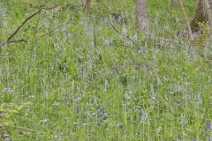 Wild hyacinth, Camassia scilloides