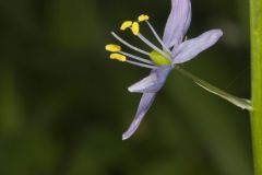 Wild hyacinth, Camassia scilloides