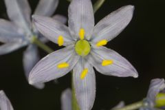 Wild hyacinth, Camassia scilloides