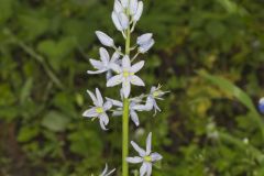 Wild hyacinth, Camassia scilloides