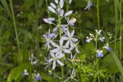 Wild hyacinth, Camassia scilloides