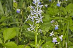 Wild hyacinth, Camassia scilloides