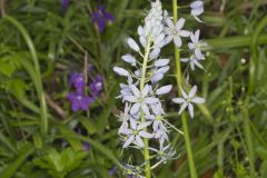 Wild hyacinth, Camassia scilloides