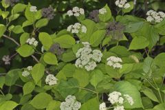 Wild hydrangea, Hydrangea arborescens