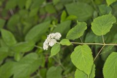 Wild hydrangea, Hydrangea arborescens