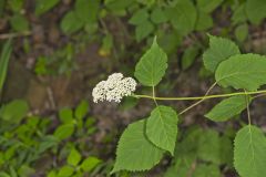 Wild hydrangea, Hydrangea arborescens