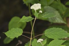 Wild hydrangea, Hydrangea arborescens