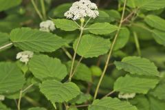 Wild hydrangea, Hydrangea arborescens