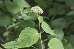 Wild hydrangea, Hydrangea arborescens