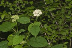 Wild hydrangea, Hydrangea arborescens