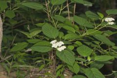 Wild hydrangea, Hydrangea arborescens