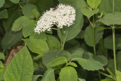 Wild hydrangea, Hydrangea arborescens