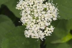 Wild hydrangea, Hydrangea arborescens