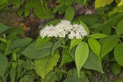 Wild hydrangea, Hydrangea arborescens