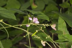 Wild Kidney Bean, Phaseolus polystachios