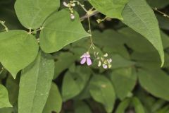 Wild Kidney Bean, Phaseolus polystachios