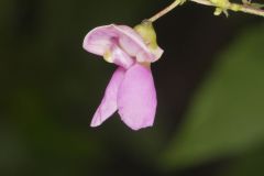 Wild Kidney Bean, Phaseolus polystachios