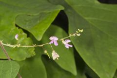 Wild Kidney Bean, Phaseolus polystachios