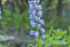 Wild Lupine, Lupinus perennis