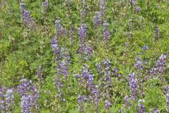 Wild Lupine, Lupinus perennis