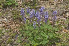 Wild Lupine, Lupinus perennis