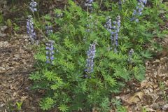 Wild Lupine, Lupinus perennis