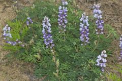 Wild Lupine, Lupinus perennis