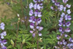 Wild Lupine, Lupinus perennis