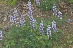 Wild Lupine, Lupinus perennis